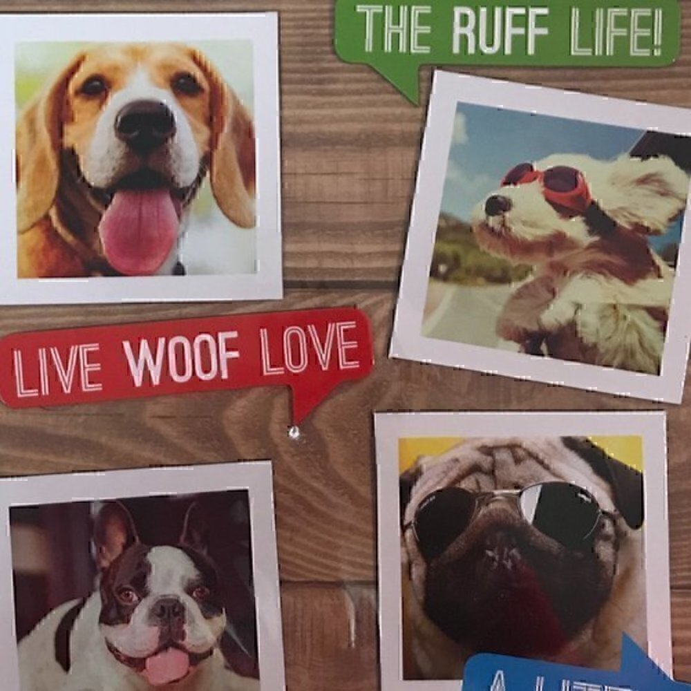 Paper House "#Ruff Life" Magnet Set - Picture 2 of 3